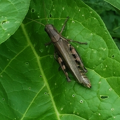 Melanoplus differentialis