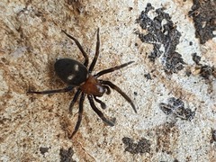 Titanoeca quadriguttata