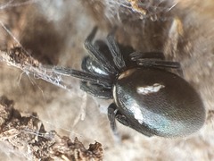 Titanoeca quadriguttata