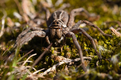 Lycosinae