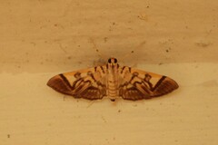 Spilomela divaricata