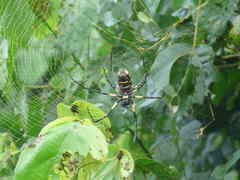 Trichonephila turneri