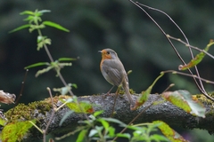 Erithacus rubecula