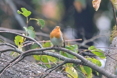 Erithacus rubecula