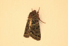 Heterochroma beryllus