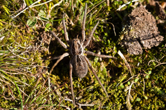 Lycosinae
