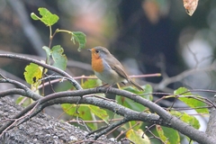 Erithacus rubecula