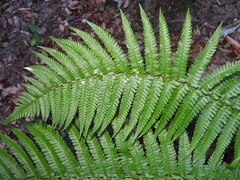 Dryopteris affinis cambrensis