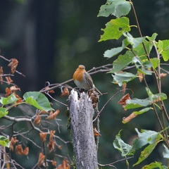 Erithacus rubecula