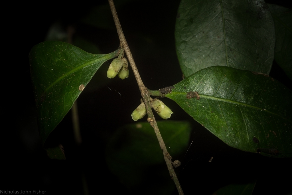 Planchonella myrsinoides