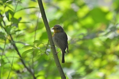 Erithacus rubecula