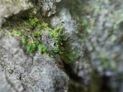 Chaenotheca chrysocephala