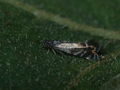 Glyphipterix simpliciella