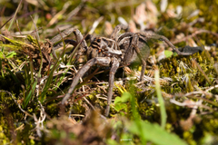 Lycosinae
