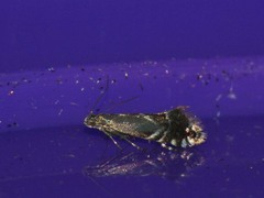 Glyphipterix simpliciella