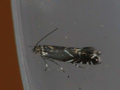 Glyphipterix simpliciella