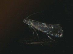 Glyphipterix simpliciella