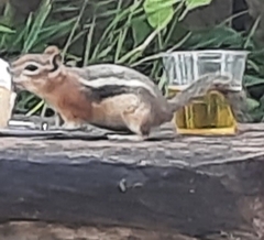 Callospermophilus lateralis lateralis