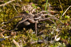 Lycosinae