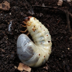 Oryctes nasicornis