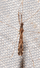 Empicoris errabundus