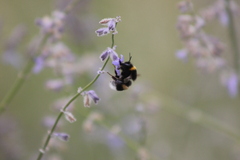 Bombus terrestris
