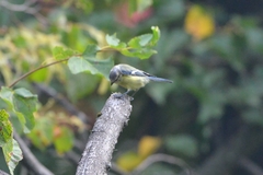 Cyanistes caeruleus