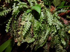 Trichomanes polypodioides