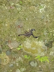 Euscorpius
