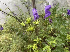 Aconitum variegatum