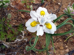 Moraea falcifolia