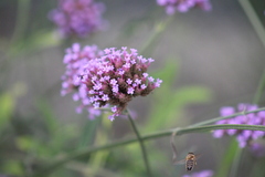 Apis mellifera