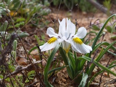 Moraea falcifolia