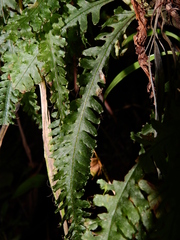 Trichomanes polypodioides