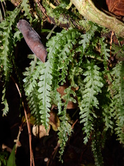 Trichomanes polypodioides