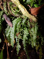Trichomanes polypodioides