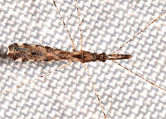 Empicoris errabundus