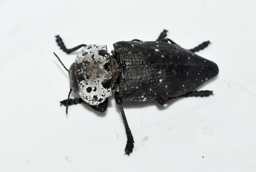 Flat-headed Root-borer, Περιφέρεια Βορείου Αιγαίου, Ελλάδα, photo 7 of 10