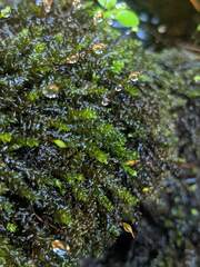 Rhynchostegium aquaticum