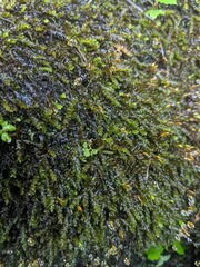 Rhynchostegium aquaticum