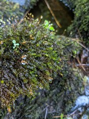Rhynchostegium aquaticum