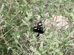 Alypiodes flavilinguis