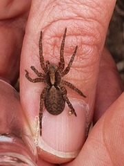 Alopecosa sulzeri