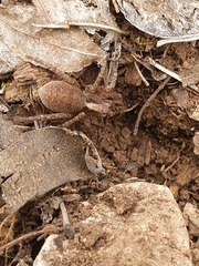 Alopecosa sulzeri