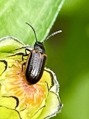 Microtheca ochroloma