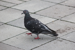 Columba livia domestica