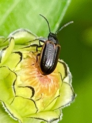 Microtheca ochroloma