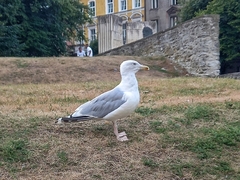 Larus argentatus