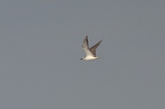 Onychoprion anaethetus