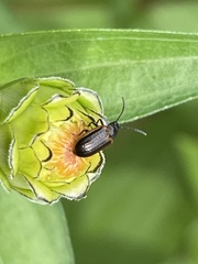 Microtheca ochroloma